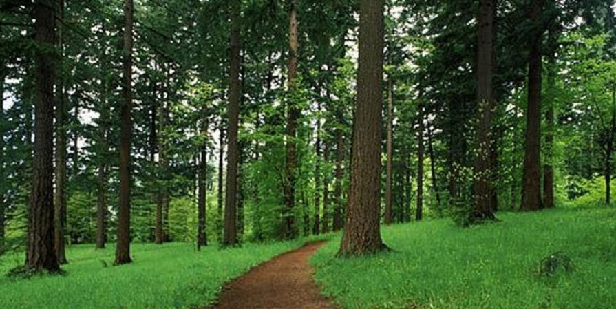 Mindtravel SilentHike in Portland in Forest Park